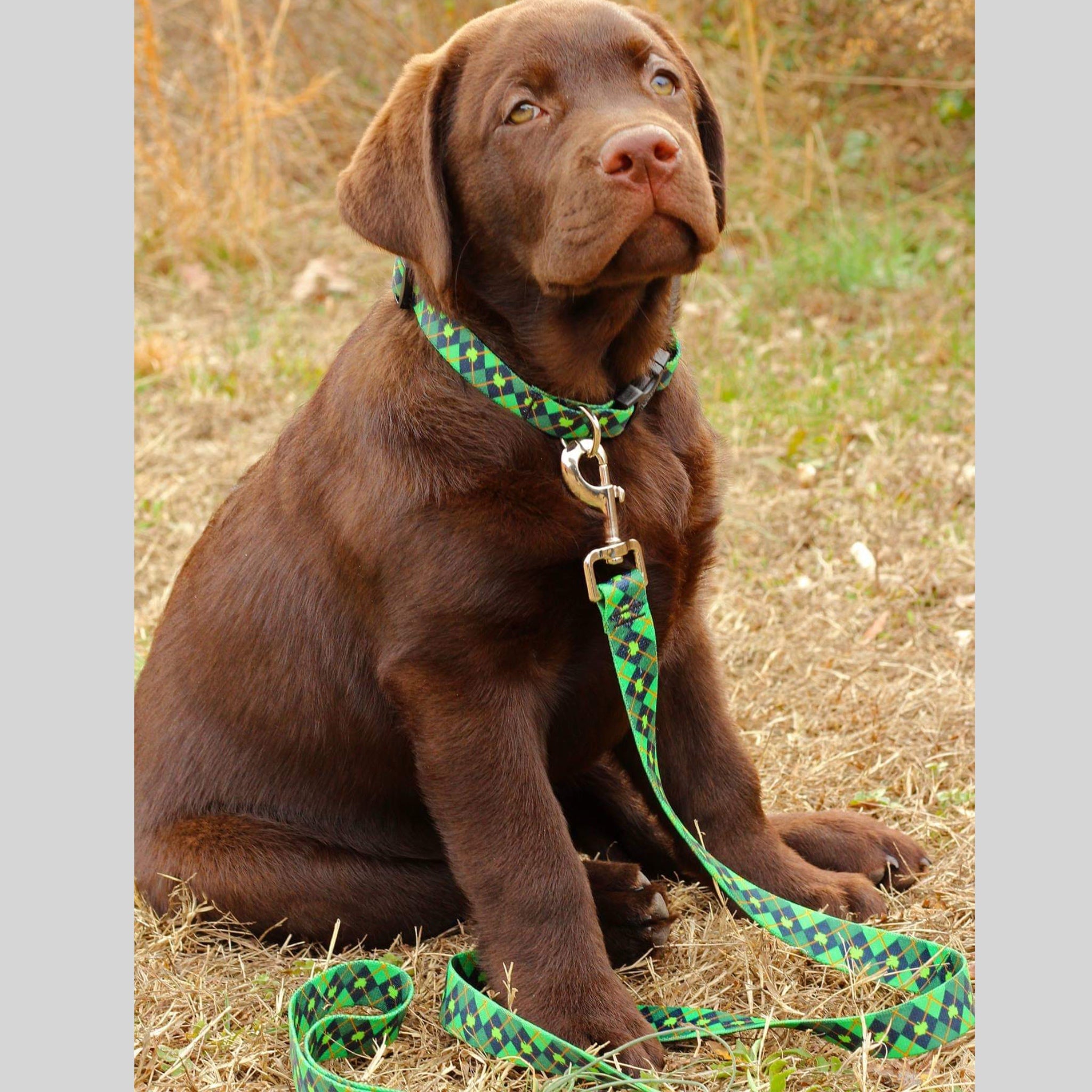 Chocolate Labrador retriever sitting outdoors with a green leash and collar.